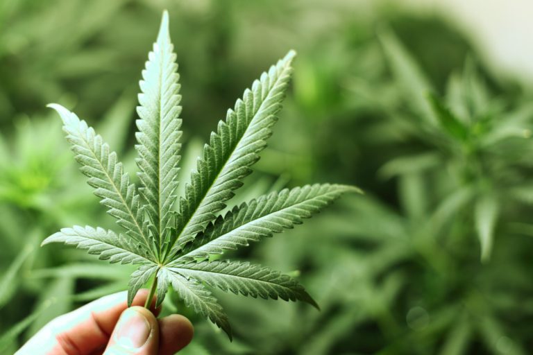 En 2021, les ventes au détail du cannabis s'élèveraient à 7,8 G$ uniquement au Canada.