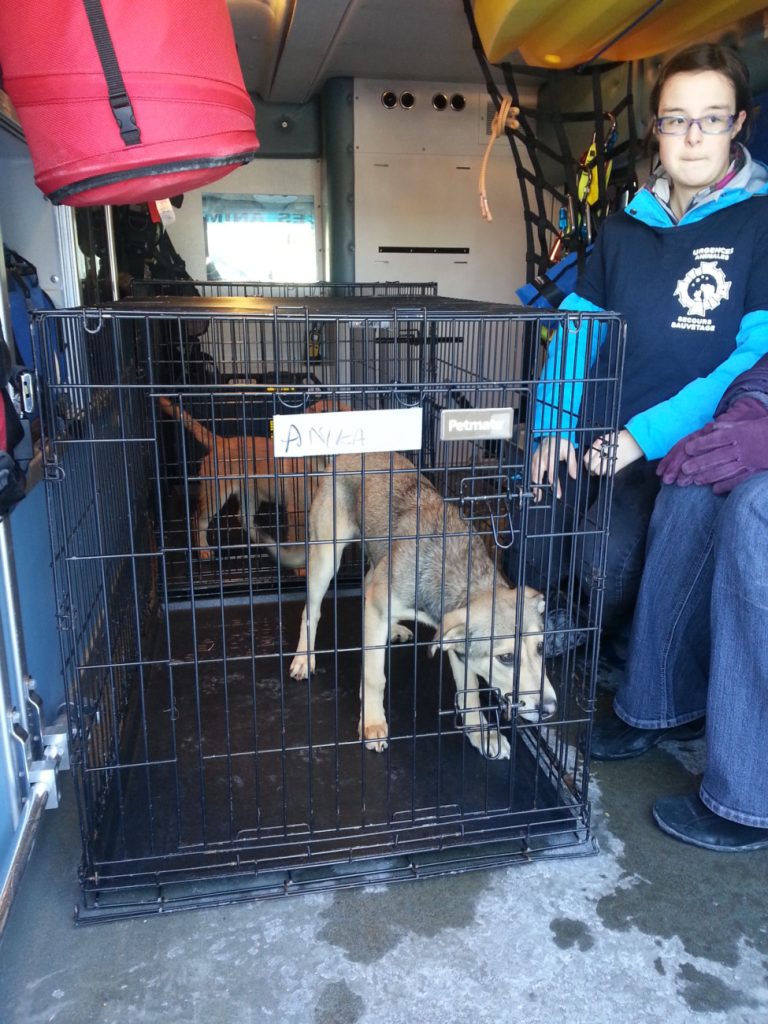 Les animaux qui avaient été amenés au Berger Blanc durant les derniers jours ont été transférés sur le boulevard Fortin, mercredi après-midi.