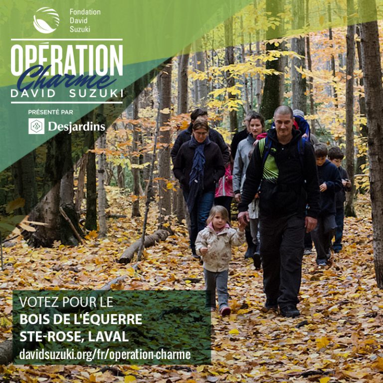 Le bois de l’Équerre, localisé à Sainte-Rose, est finalistes au concours «Opération Charme David Suzuki».