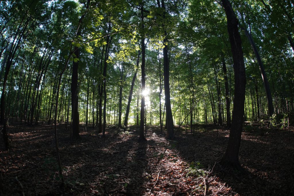 Invitation à découvrir le bois Papineau Courrier Laval