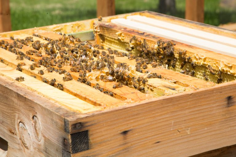 Cet automne, on sera en mesure de récolter 20 kg de miel qui seront ensuite redistribués aux citoyens et organismes communautaires.