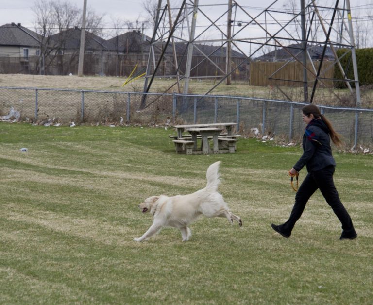 La Ville investit des milliers de dollars afin d'améliorer trois espaces aménagés pour les chiens.