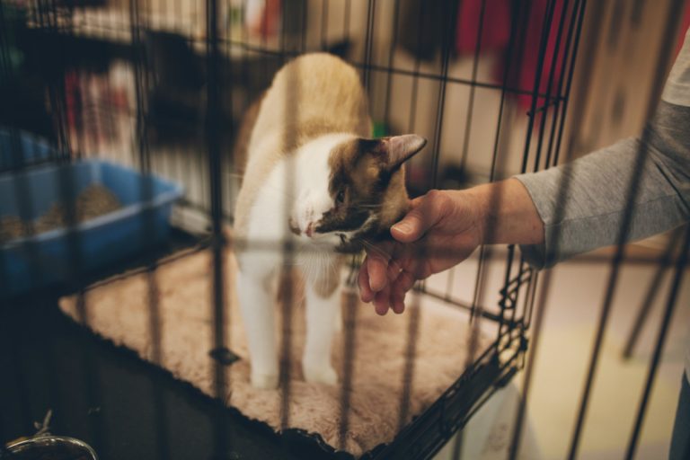 Plus d'une douzaine de chats errants seront recueillis, soignés, stérilisés puis offerts en adoption grâce à ces 3000 $ versés par la Ville.