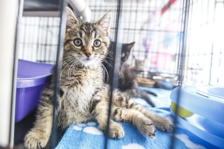 Dans la nouvelle réglementation de la gestion animalière de Ville de Laval, c'est le permis à 15 $ exigé aux propriétaires de chats qui alimente le plus les échanges sur les réseaux sociaux.
