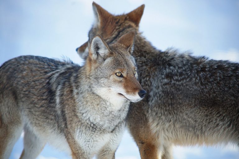 Le coyote ne représente aucune menace pour l'humain s'il adopte un comportement correct.