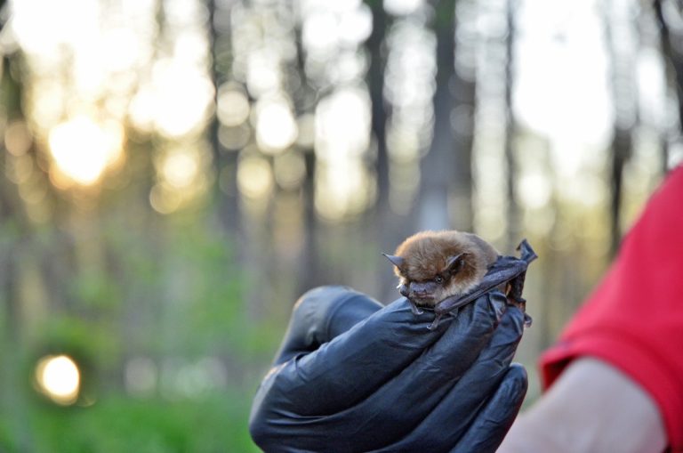 Une des 15 grandes chauves-souris brunes qui ont été relâchées dans la nature.
