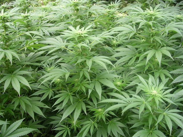 À chacun des quatre endroits frappés, dont un à deux reprises, jamais les plants de cannabis n'ont été saccagés ou volés.