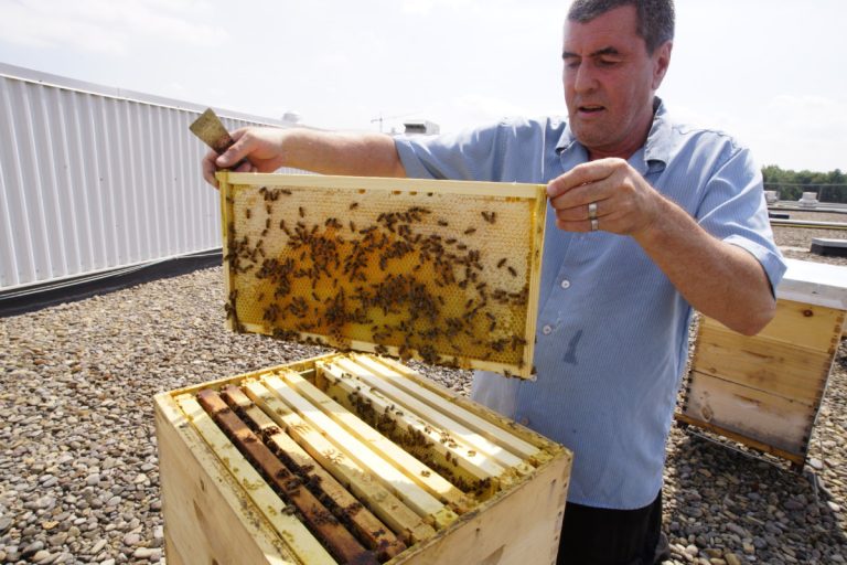 Les abeilles sont devenues une passion pour les «gars» du Miel de Bonneau. Comme pour Roger Décarie, ce nouveau champ d'intérêt leur ouvre la voie de la réinsertion sociale.