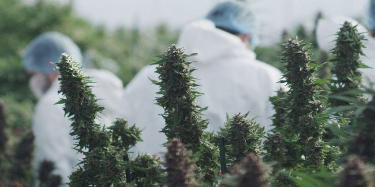 Pour les dirigeants d’Hydropothicaire, le plus gros producteur de marijuana médicale parmi 26 autres au Canada, la légalisation à des fins récréatives devient très prometteuse.