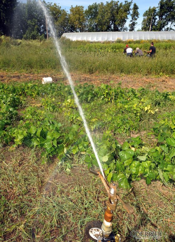 L'irrigation est devenue vraiment problématique. Par temps sec, une couche blanche se forme sur le sol, une heure seulement après l'arrosage.