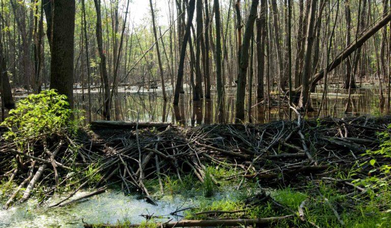 Un des milieux humides du boisé Sainte-Dorothée, immédiatement au nord du parc Mont-Laval. (Photo: Alarie Photos)