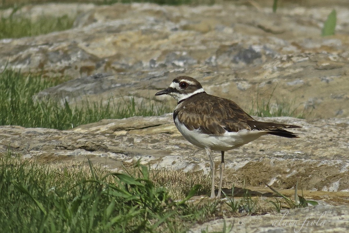 Le Pluvier kildir est l'une des espèces d'oiseaux que l'on peut apercevoir sur le territoire lavallois.