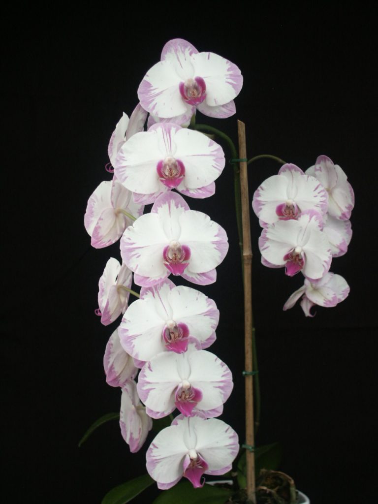 Voici la Phalaenopsis Yu Pin Sweety qui a conquis les juges de l'American Orchid Society, un organisme fondé en 1921 au Massachusetts.