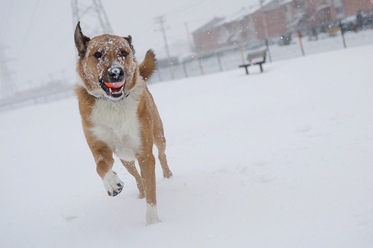 La Ville de Laval n'entretient plus les parcs canins pendant la saison froide.