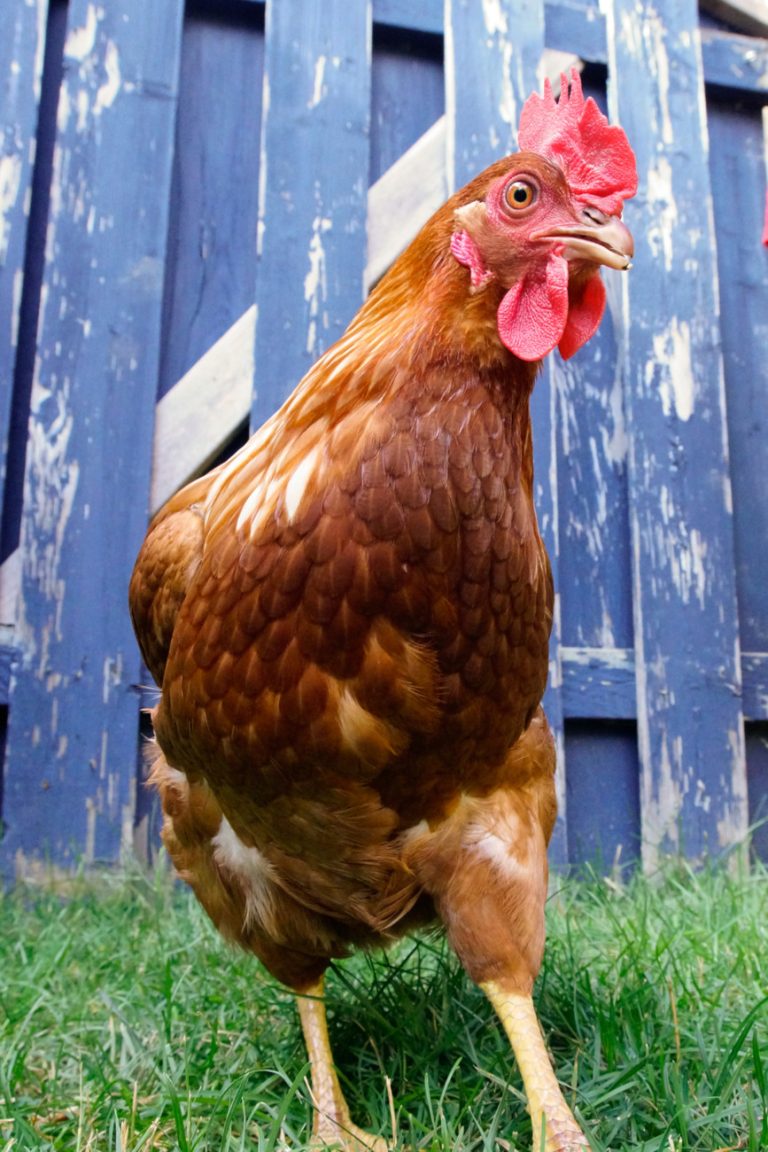 Un mouvement citoyen a pris naissance à Laval à la fin du mois de juin pour se porter à la défense des poules en milieu résidentiel.