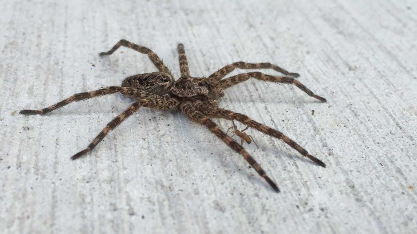 Engouement monstre au Québec pour des araignées sauteuses