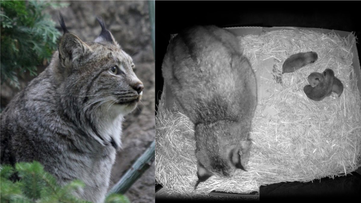 Naissance de trois chatons lynx au Biodôme Courrier Laval