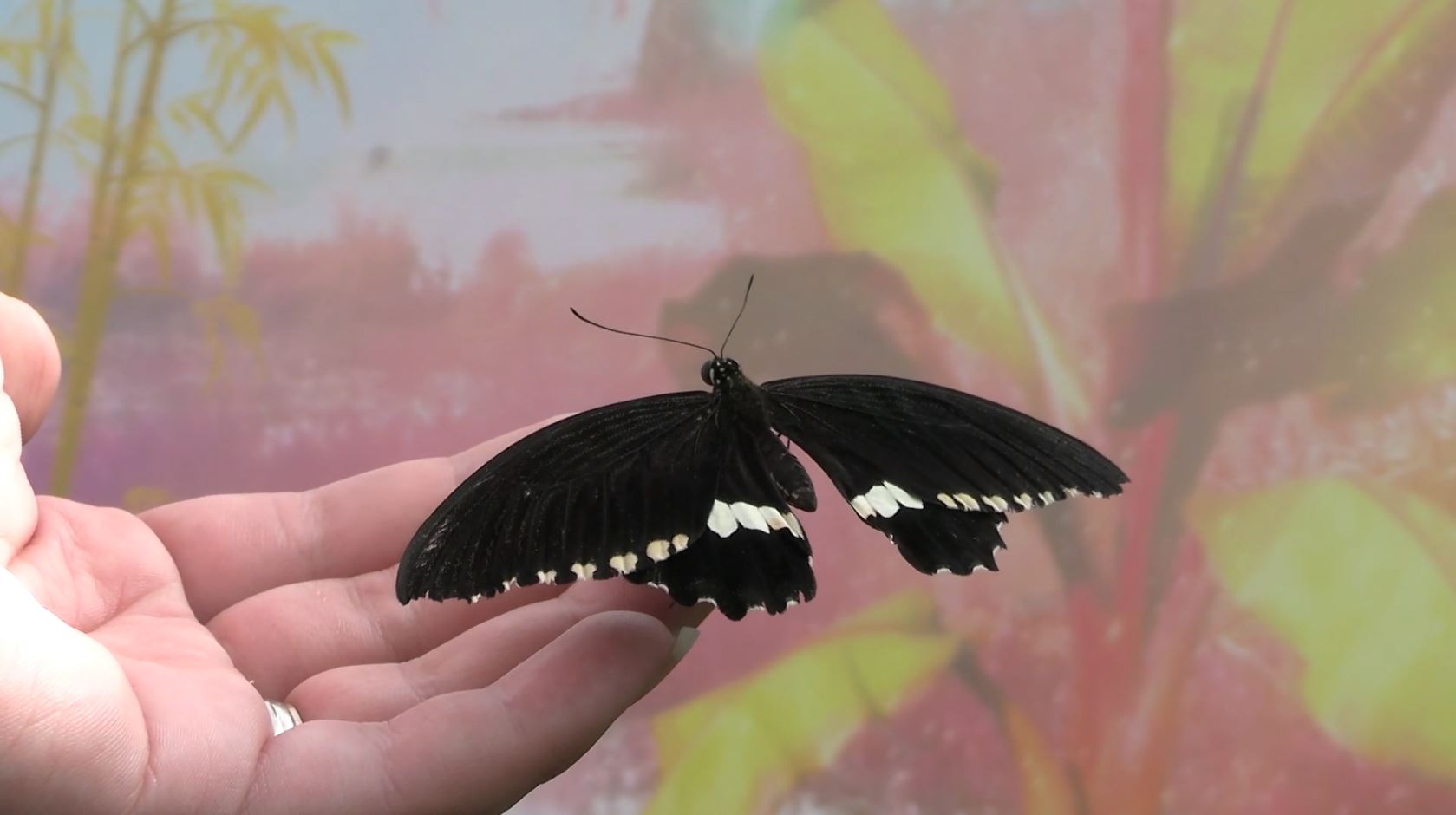 La volière à papillons BFLY ouvre ses portes Courrier Laval