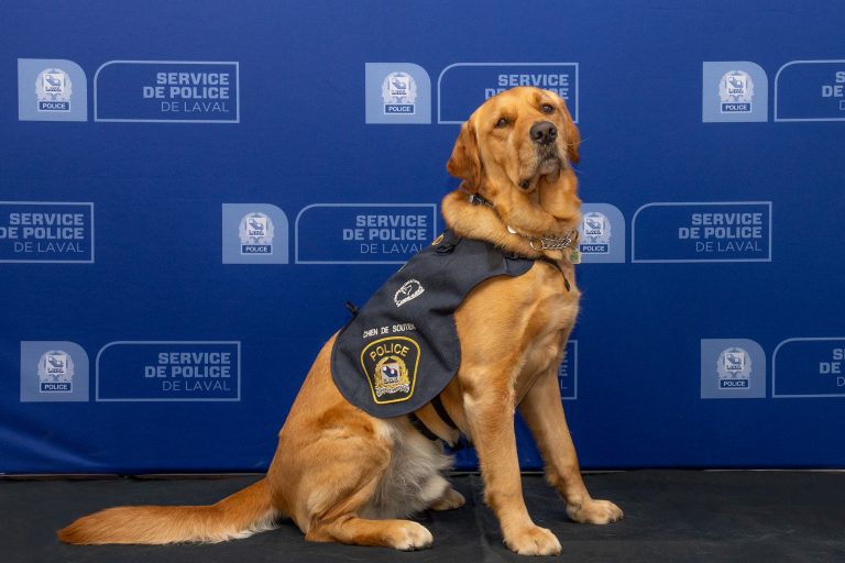 On voit ici Kino le chien de soutien de la police de Laval qui vient de terminer sa première année de service auprès de victimes d'événements criminels et traumatisants.