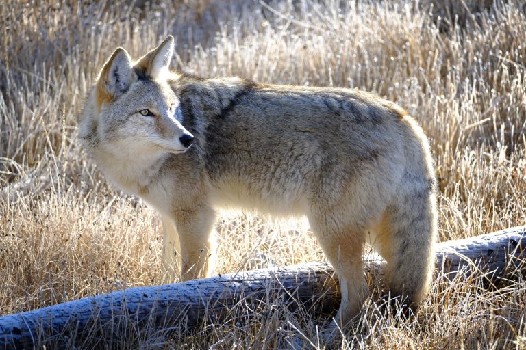On voit ici un coyote en zone urbaine ou rurale pouvant être Laval, alors qu'un animal vient d'être vu près d'enfants près de la gare Sainte-Rose.