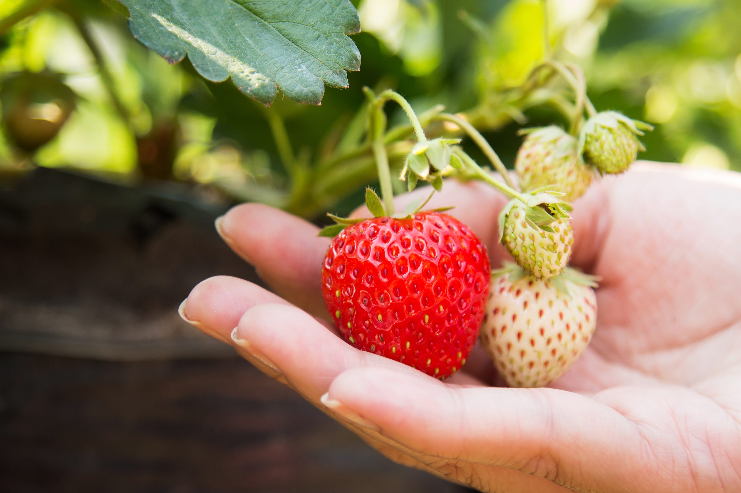 C'est la saison des fraises !