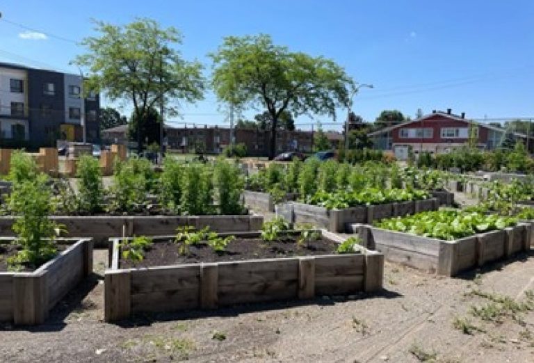Le jardin collectif Pie-X est géré par l’organisme Enfant d’abord au 1065, boulevard Pie-X, tout juste à l’ouest du boulevard Chomedey.