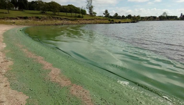 Un lac touché par des cyanobactéries, aussi appelées algues bleues.