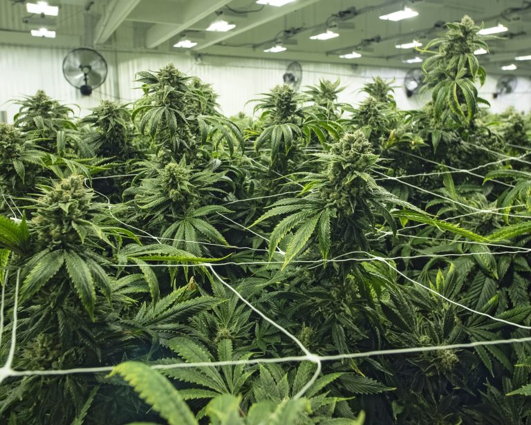 En conclusion d’enquête, les policiers ont confisqué 2085 plants de cannabis illégal et169,3 kilos de cocottes.