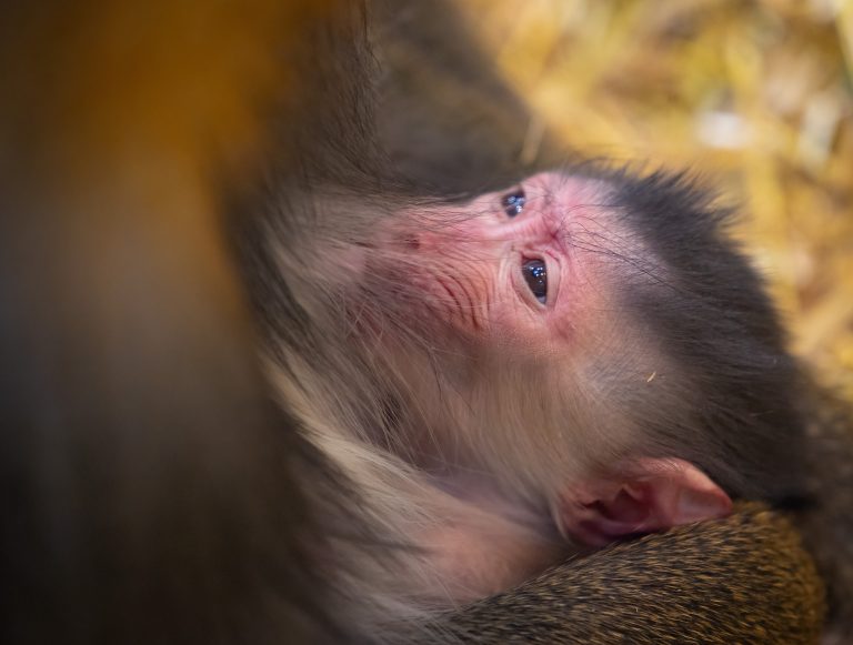 Le nouveau bébé mandrill du Zoo de Granby.