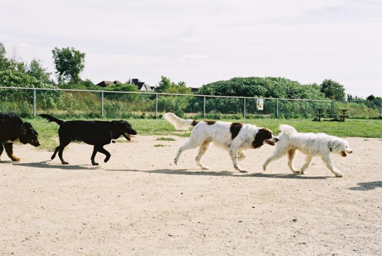 Après avoir investi à peine 30 000 $ dans un projet pilote de parc canin l’an dernier dans Fabreville, voilà que l’administration Boyer allonge 733 000 $ pour aménager deux parcs à chiens dans Chomedey et Auteuil.