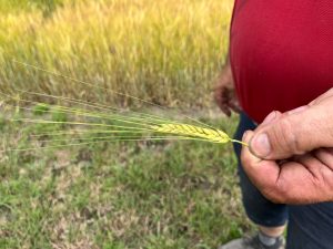 De l'orge brassicole poussent déjà dans une autre parcelle cultivée par Luc Fortin un peu plus loin sur la rue Principale à Sainte-Dorothée.(Photo 2M.Media – Geneviève Quessy) 