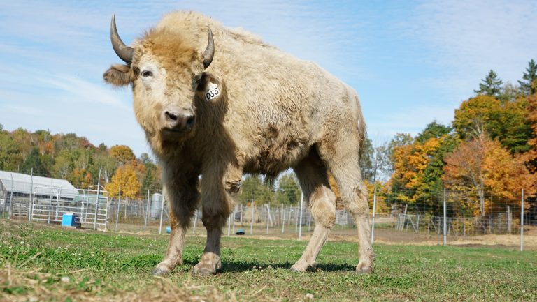 Un jeune bison blanc vient d'arriver à la Terre des Bisons. (Photo Courtoisie Terre des Bisons)