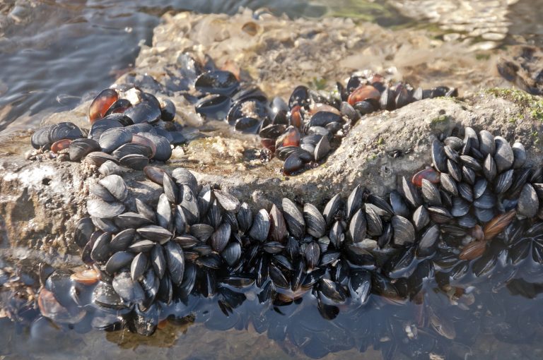 Une équipe de chercheurs de l’INRS de Laval utilise l’oncologie sur des moules en milieux marins pour mieux comprendre l’impact des changements climatiques sur cet environnement.