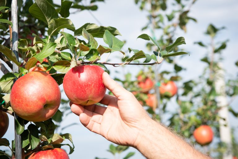 La saison des pommes est commencée. Crédit photo: Courtoisie UPA