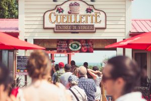 L'autocueillette de pommes commence au Domaine Lafrance. Crédit photo: Courtoisie Domaine Lafrance