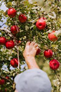 Les pommes bio d'À la croisée des pommes. Crédit photo: Courtoisie À la croisée des pommes