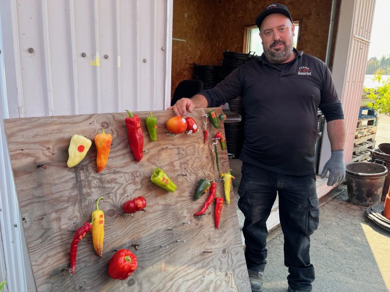 Christian Sauriol, co-propriétaire de la Ferme Sauriol, présente les piments au menu de l'autocueillette.