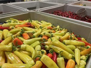 Des piments cueillis à la Ferme Sauriol du boulevard des Milles-Iles, à Laval.