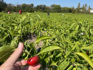 Des cueilleurs dans les champs de piments de la Ferme Sauriol.