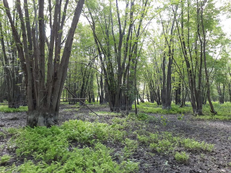 Le lot de 9,3 hectares acquis dans la Zone d'aménagement écologique particulière (ZAEP) du bois d'Auteuil représente «une belle mosaïque de milieux humides», affirme le directeur conservation et éducation du Parc de la Rivière-des-Mille-Îles, Alexandre Choquet.