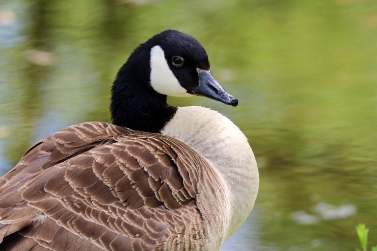 Le rapport L'état des populations d'oiseaux du Canada 2024 est hébergé sur le site Web NatureCounts d'Oiseaux Canada. (Photo gracieuseté)