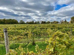 Une partie des vignes du Château Taillefer Lafon.