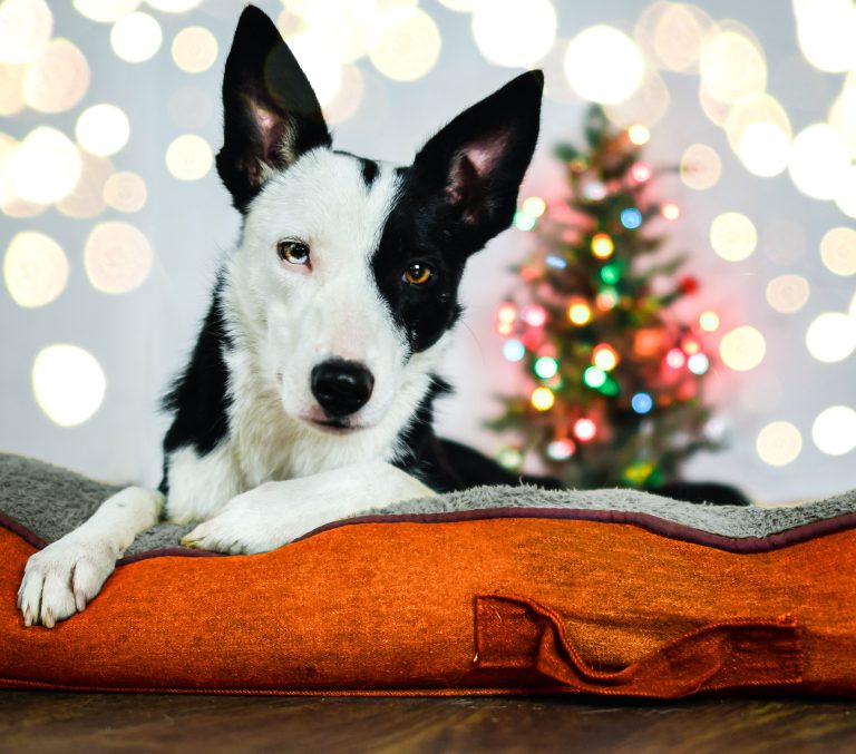 Pour bien des familles, le chien a aussi droit à sa part de friandises gourmandes durant le temps des Fêtes.