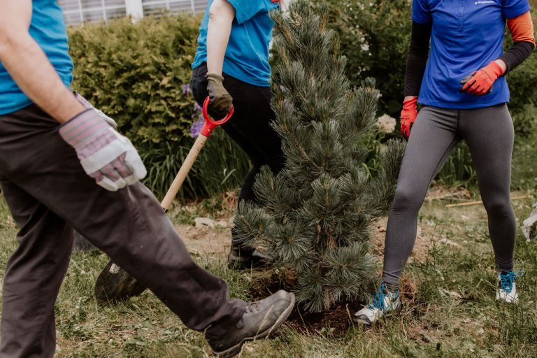 Arbres plantés par PlantAction à Laval en 2024.