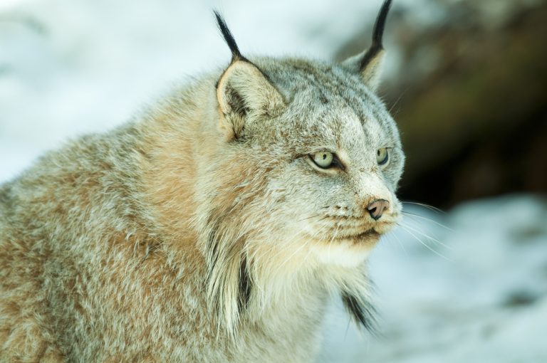 Depuis plus de 60 ans, CNC a contribué à la sauvegarde d’habitats vitaux d’espèces végétales et animales, ainsi qu’à la protection de plus de 15 millions d’hectares de paysages partout au pays. (Photo gracieuseté – June Cairns)