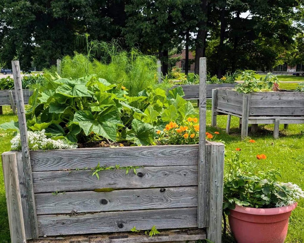 Bacs à jardin à l’extérieur de l’école secondaire Leblanc. L’école primaire Eurêka a aussi eu ses bacs, installés par une classe en adaptation scolaire. (Photo gracieuseté)