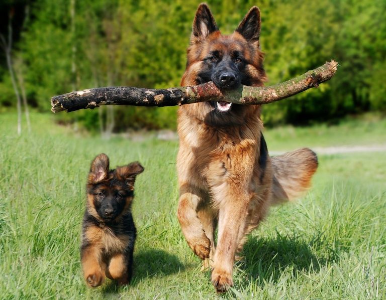 Des chiens de race berger allemand