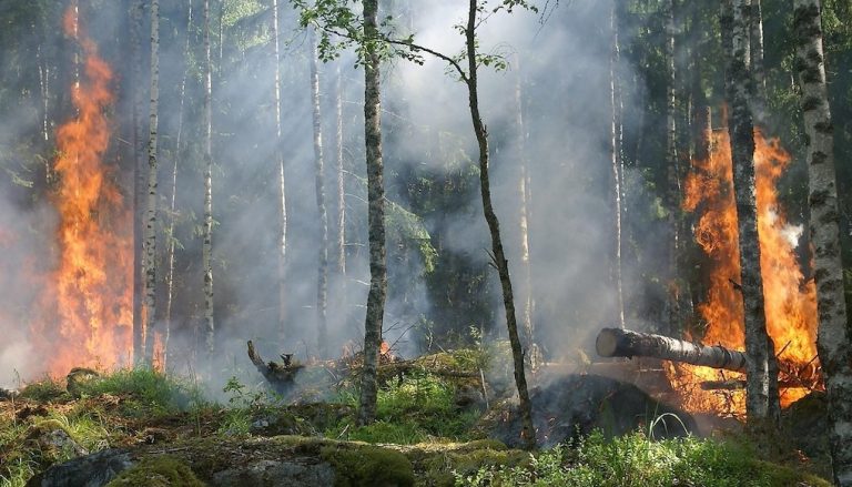 Déjà plusieurs feux de forêt ont éclaté d'un bout à l'autre du Canada et du Québec ces dernières semaines.