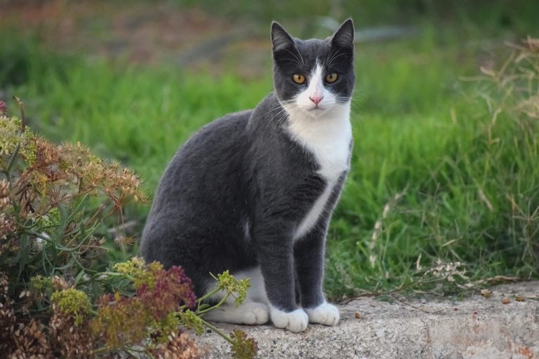 Une chatte peut donner naissance à plus d’une vingtaine de chatons chaque année si sa reproduction n’est pas contrôlée. (Photo gracieuseté)