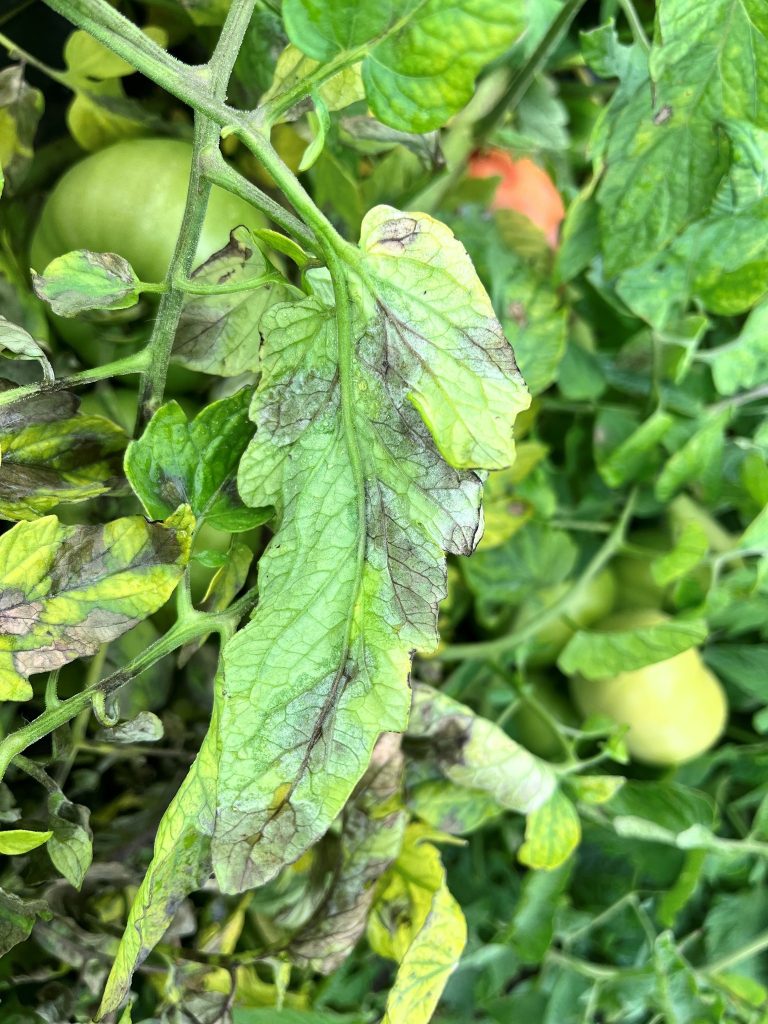 (Photo gracieuseté - Marianne Lefebvre)